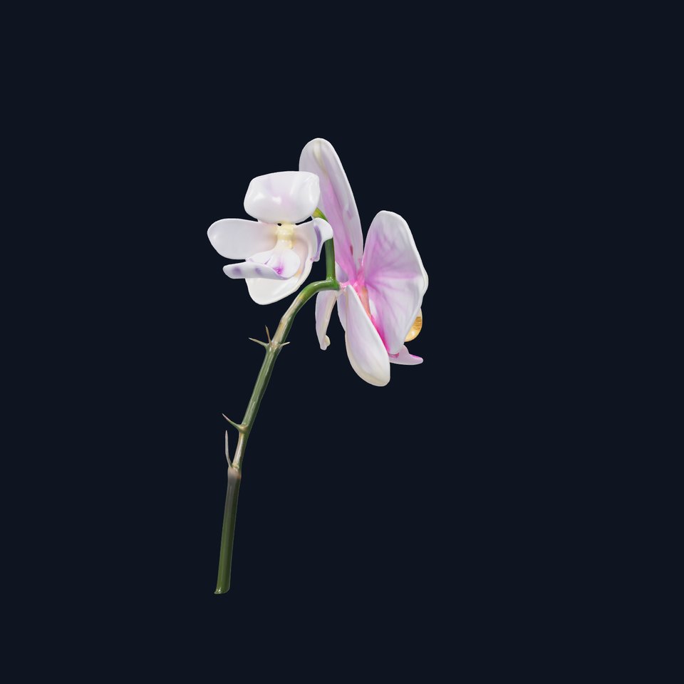 Orchid Blossom Model Pack